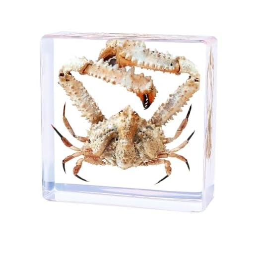 Taxidermy Crab,Real Crab Taxidermy Animals in Resin,Real Crab Specimen for Science Education,Biology Classroom,Specimen Enthusiasts,Décor,Great Gift,Oddities(2.95 x 2.95 x 0.94 inch,Crab A)