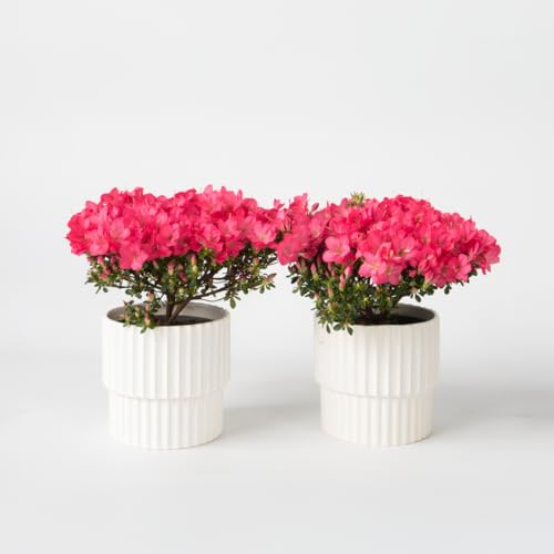 Rhododendron 'Azalea Anouk' - Lot de 2 - Azalée japonaise - 25-40cm - Ø17cm - Multideal