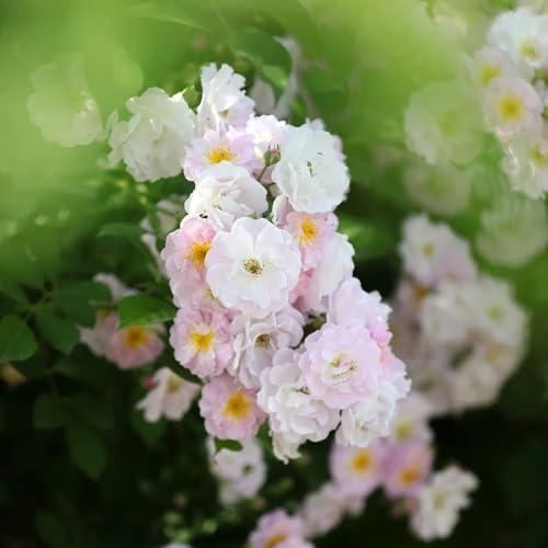 Rosas trepadoras, semillas resistentes, rosas silvestres, balcón, arbustos decorativos de rosal trepador primavera, silvestres cortadas, trepadoras 40pcs