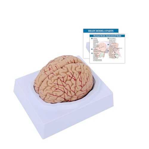 SFXYJ Charts Human Brain Model Anatomy 8-Part Model of Brain Life Size Human Brain Anatomical Model w/Display Base for Science Classroom Study Display Teaching Medical Model