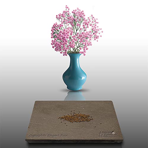 150 graines Fleurs à semer - Le Grenier d'Abondance - GYPSOPHILE Elégant rose - Gypsophila