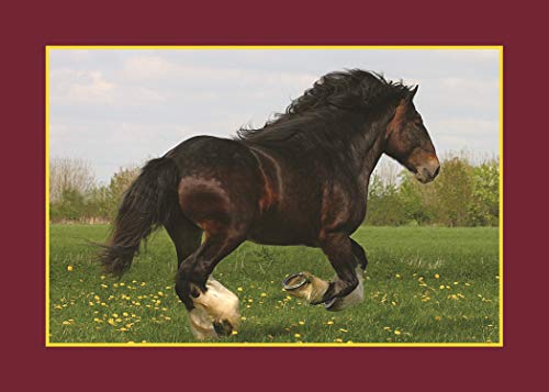 Know Your Horses (Old Pond Books) 44 Breeds from Andalusian to Welsh, with Essential Facts on History, Origin, Physical Characteristics, Natural Habitats, and More, plus Full-Page Photos of Each Breed - Image 5