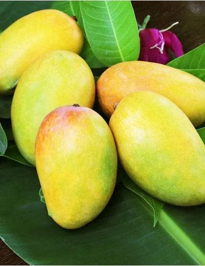 ShopGreen Gir Kesar Mango/Kashir Mango Grafted " Hybrid 1 Healthy Live Plant (Fruit After 1 Year) (B0C3CJ8XVH) Amazon Price History, Amazon Price Tracker