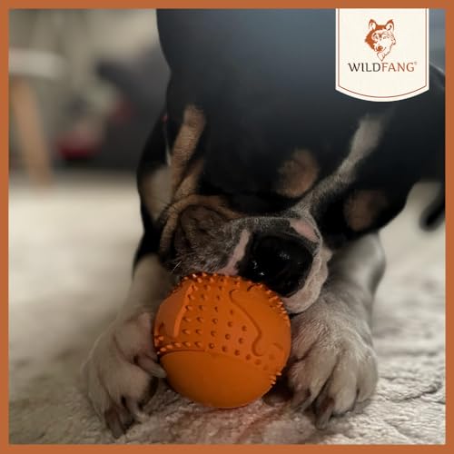 Wildfang® Spielzeug für Hunde aus 100% Naturkautschuk | Snackball Simba - nahezu unzerstörbar - Kauspielzeug für Hunde - ungiftig - Kauknochen für Hunde - BPA-frei - umweltfreundlich