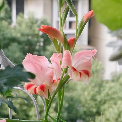 3 pezzi bulbi gladioli - bulbo bonsai, da balcone Le rocce da giardino sono resistenti giardino resistenti, in
