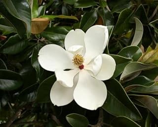 Sponsored Ad - 150 Southern Magnolia Seeds for Planting, Fresh Seeds ( Magnolia Grandiflora) Flower Tree Seeds