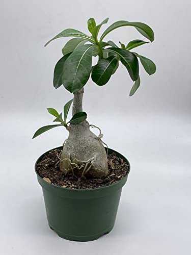 desert rose toy eskies The Truth About Who Invented the Rose Toy