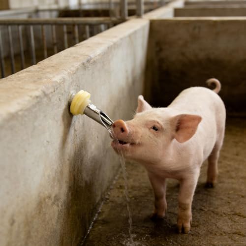 Abreuvoir automatique cochons porcelets ânes bétail tactile