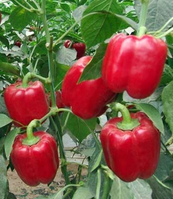 Golden Hills Farm CAPSICUM RED ORGANIC F1 HYBRID SEEDS 100 seeds (B07NCNPP11) Amazon Price History, Amazon Price Tracker