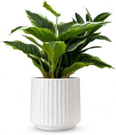Indoor Plant Aesthetics: How to Turn Your Home Into a Pinterest-Worthy Jungle 🌿 Ceramic Planter Pot with Drainage Hole, 5 Inch Dia, Indoor and Outdoor, Home Patio Garden, Plants&Flowers, Textured Round (White)