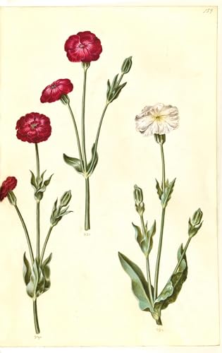 Lienzo de Silene Coronaria por Hans Simon Holtzbecker, decoracion elegante de paredes, 60x90cm