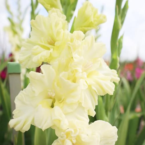 bulbi gladioli balcone interni resistenti gladioli bonsai interni giardino ufficio riverdimento tetti decorativi giardino decorazione 5pcs