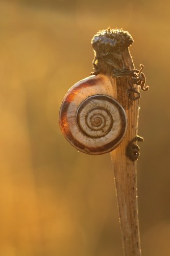 Tamron SP 90 mm F/2,8 Di USD Makro-Objektiv 1:1 für Sony schwarz – Bild 6