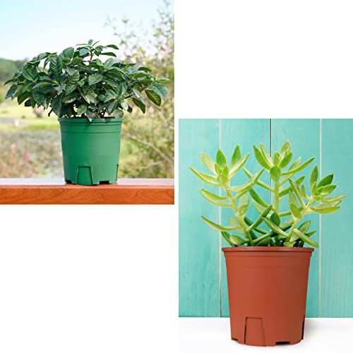 Muzihra 17.8cm Plastic Plant Pot Pack of 5, Root-Control Nursery Seedling Planter Decorative Garden Flower Pot Container Green for Indoor Outdoor Bonsai Plants - Green - Image 6