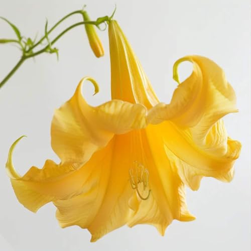 15 Graines de Trompette des Anges jaune (Brugmansia suaveolens)