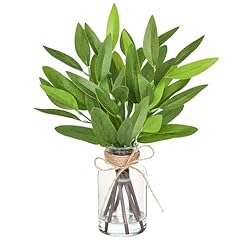 Eucalyptus-pointed Leaf