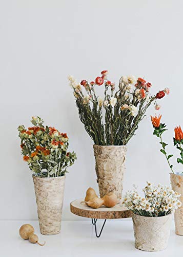 Accent Birch Vase with Zinc Interior - 9