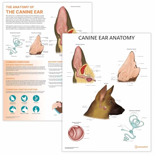 How good are dogs hearing