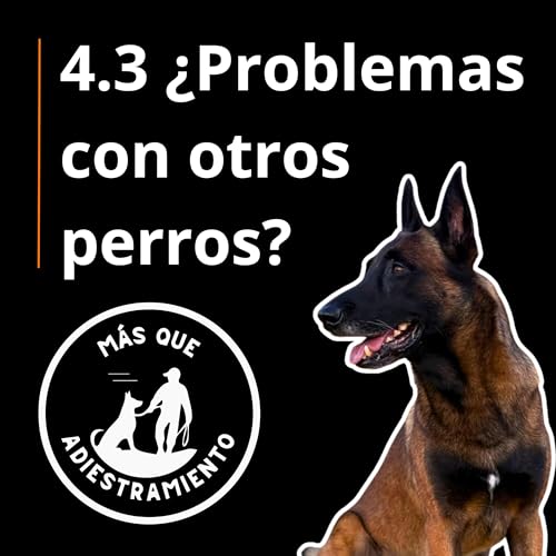 4.3 Perros de frente sin peleas | Enfrentalo paso a paso (funciona)