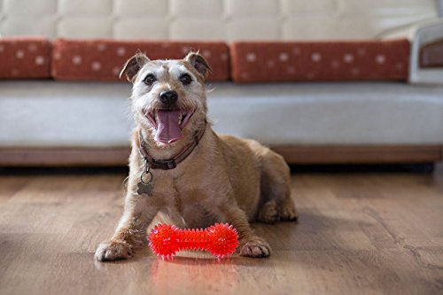 Haltère souple Gor Pets : la solution contre la solitude de votre chien