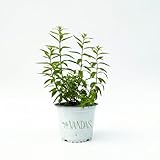 Vandas Citronella Pianta Antizanzare Vaso 14 cm Pianta Aromatica Repellente Naturale per Balcone Giardino Made in Italy