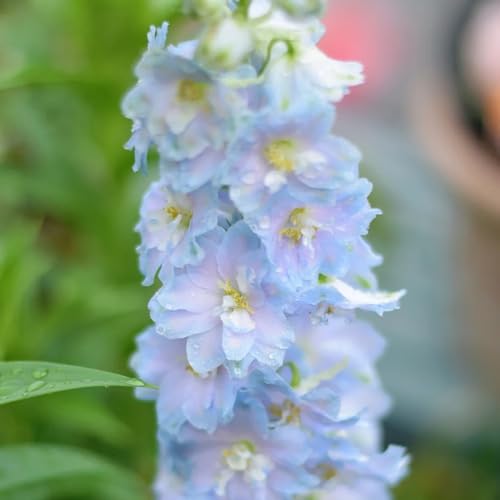 semillas resistentes de delphinium - raras, balcón decorativas jardín 600pcs