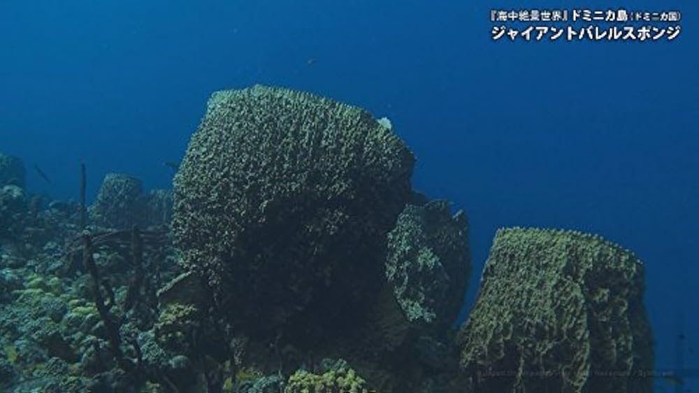 Amazon.co.jp: シンフォレストBlu-ray 海中絶景世界 HD ~Amazing