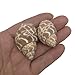 PEPPERLONELY 20PC Babylonia Spirata Hermit Crab Sea Shells, 1-1/4 Inch ~ 1-3/4 Inch
