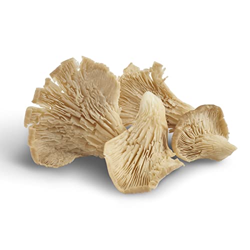 Setas ostra bandeja 200 gr