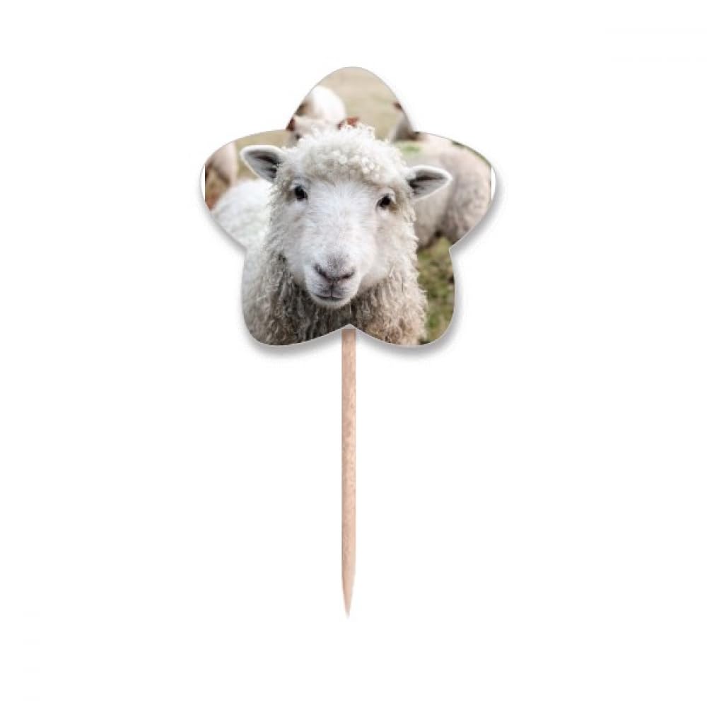 Picks mouton animal cure-dents drapeaux étoiles lable cupcake picks