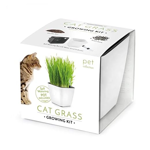 Domestico Kit de Hierba gatera para cultivar, Cat grass growing kit, (Blanca), All-In-One set - hidrojardinera 13x13 cm, semillas testadas, sustrato fresco con nutrientes