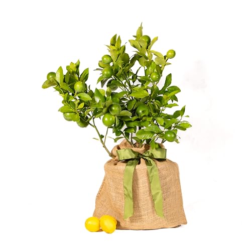 Meyer Lemon Gift Tree, Dwarf Fruit Tree with Sweet Juicy Lemons, Live Indoor and Outdoor Citrus Plant, Housewarming Gift by The Magnolia Company, No Shipping to TX, LA, AZ, AL, CA