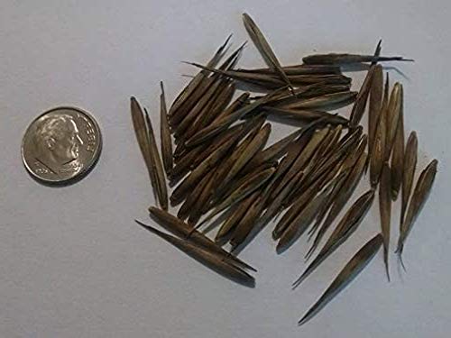 Giant Bamboo Seeds For Planting 100+ Seeds Grow Giant Bamboo Privacy Screen Good For Environment #TOP1