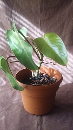 Philodendron Hybrid Vine Red Emerald