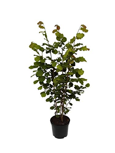 Nottinghams Fruchtbare Haselnussstrauch Hasel Bienenweide Busch ca. 110-140 cm mit 10 Liter Topfballen