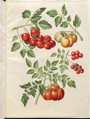Lienzo de Solanum Lycopersicum de Hans Simon Holtzbecker para decoración de paredes de 60x90cm