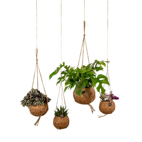 Kokodama Monstera Minima + Tradescantia + Tradescantia Zebrina + vestido - 15-30 cm Cover