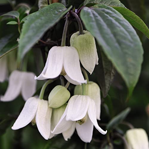 Image of Clematis urophylla 'Winter Beauty' & Tower Pot Kit Garden Patio Winter Flowering Evergreen Easy to Grow Your Own Hardy Perennial 1x 7cm Potted Plants with 1x Tower Pot Kit (1)