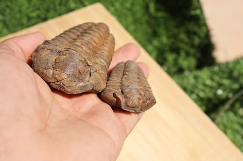 Image of 2PCS Calymene Trilobites Flexicalymene Ordovician Fossil Trilobites A8