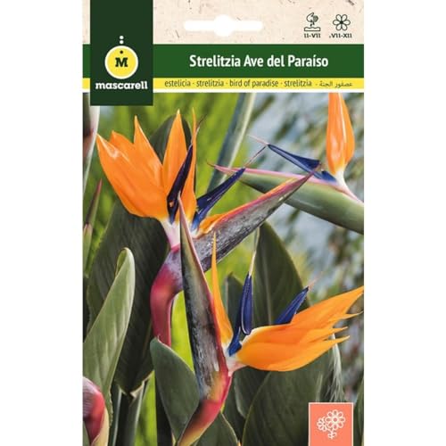 Mascarell Semillas, STRELITZIA AVE DEL PARAISO, Semillas Flores Exterior para Decoración, 0,4 Gramos
