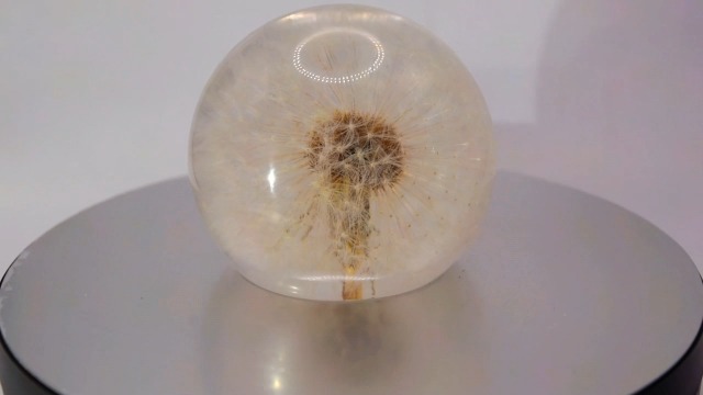 Image of 60mm Real Dandelion inchSnowflake Flower inch in Crystal Clear Lucite Resin Sphere Specimen Paperweight Botanist Herb Herbarium Collection for Botany Science Education Desk Ornament Display Christmas Gift