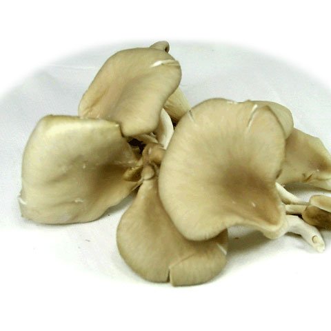 �t�����X�Y ��A�� �t���b�V�����̂� �v�����b�g 500g