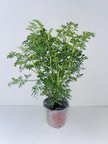 Plant Ruda Plant Common Rue Ruta graveolens Herb of Grace 5 to 7 inches Tall