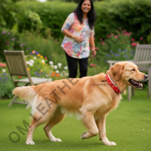 Image of Dog Collar with Padding | 01 Inch Width | Nylon Padded Collar | Easy to Clean | Best for Activities Like Walking, Training, Running and More