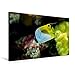 Produktbild Premium Textil-Leinwand 75 x 50 cm Querformat Premium Textil-Leinwand 75 cm x 50 cm quer Ein Motiv aus dem Kalender "Riffbewohner - Bunte Fische, Anemonen und noch viel mehr" | Wandbild, HD-Bild auf K