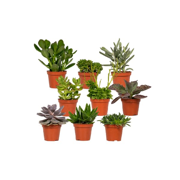 Sukkulenten Mix Zimmerpflanze 18 Pflanzen Ø8,Ø5 cm 10 cm