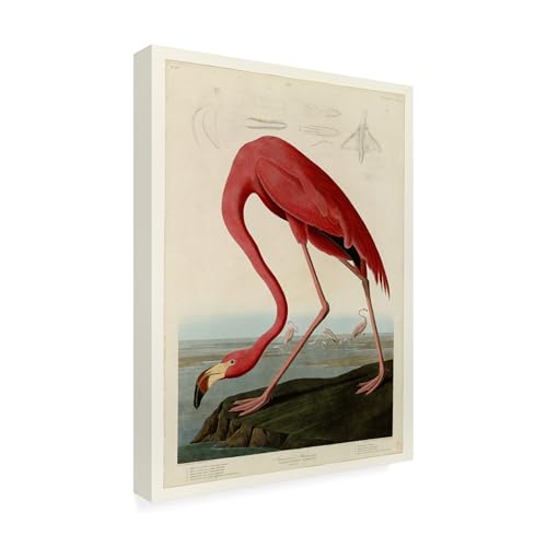 Trademark Fine Art American Flamingo 1834