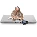 1100lbs Scale Hog Pet Dog Sheep Goat Scale Power Pet Dog/LCD Digital Platform Heavy Duty Portable Stainless Platform Postal Floor Scale