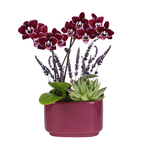 Wild Interiors Green Circle Growers Mini Dark Purple Orchid &