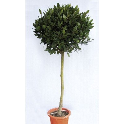 月桂樹　ローリエ Amazon | 月桂樹(ゲッケイジュ) ローリエ 植木 苗木 半耐寒性常緑中